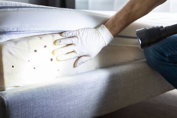 Best Mosquito Control Services  in Carolina Forest, SC