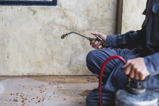 Best Flea Control Services  in Carolina Forest, SC